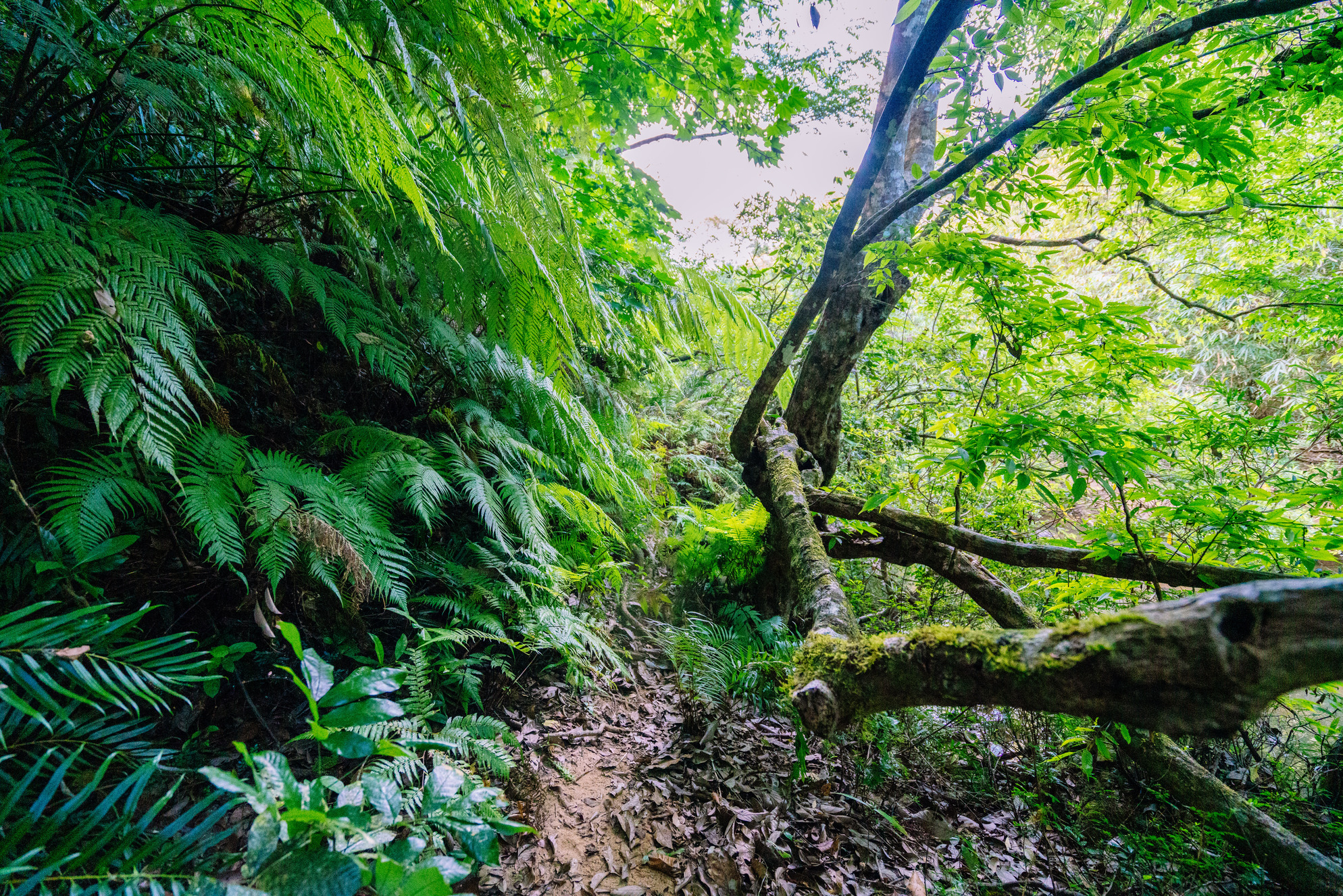 Trekking thác K50 Hang Sói