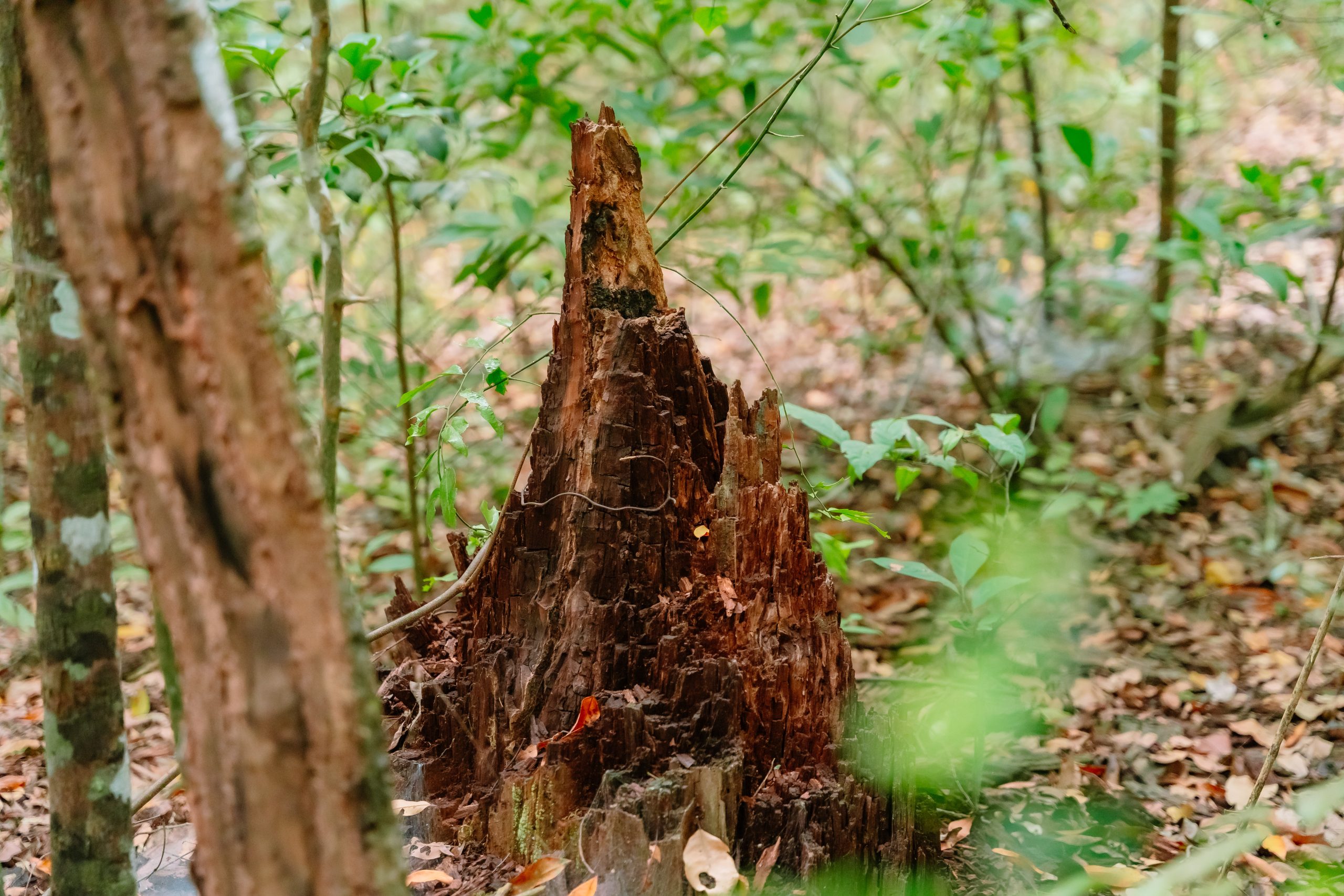 Trekking Rừng Phước Bửu Hang Sói