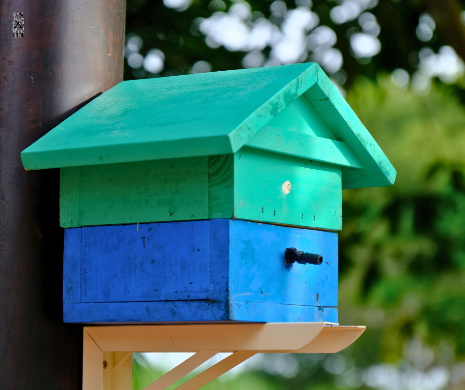 trải nghiệm ong dú tại hang sói forest village
